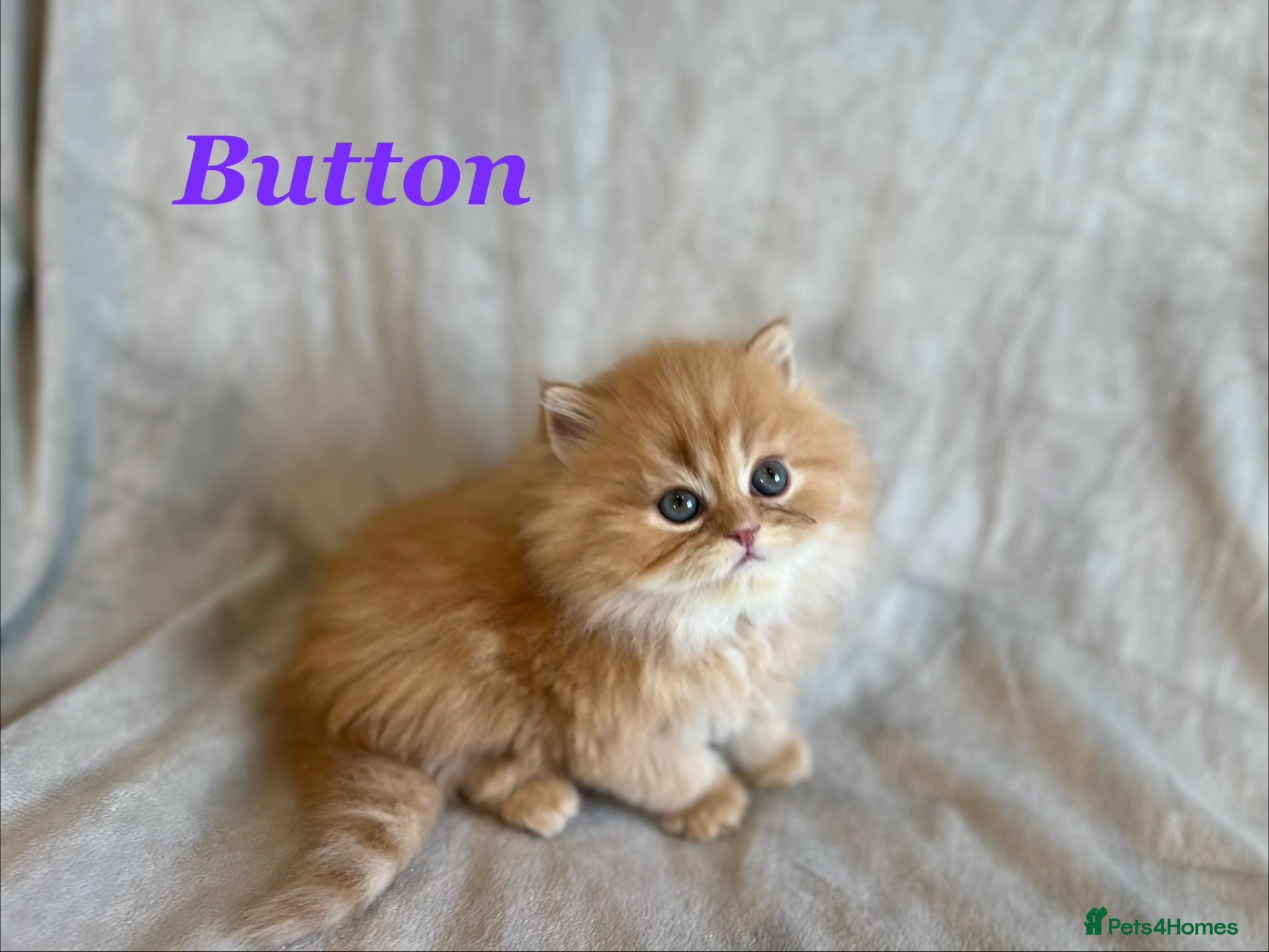 Persian cats 5 Beautiful Pure Persian Kittens - Advert 9