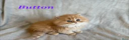 Persian cats for sale: 5 Beautiful Pure Persian Kittens - Advert 1