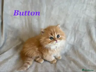 Persian cats *Last 2* Beautiful Pure Persian Kittens - Advert 3
