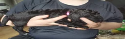 Mini Goldendoodle dogs for sale: Beautiful litter of goldendoodles - Advert 10