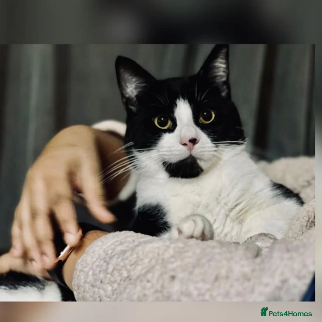 British Shorthair cats for sale: Meet Leo beloved boy looking for a new loving home - Advert 1