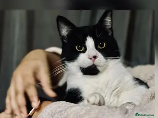 British Shorthair cats Meet Leo beloved boy looking for a new loving home - Advert 1