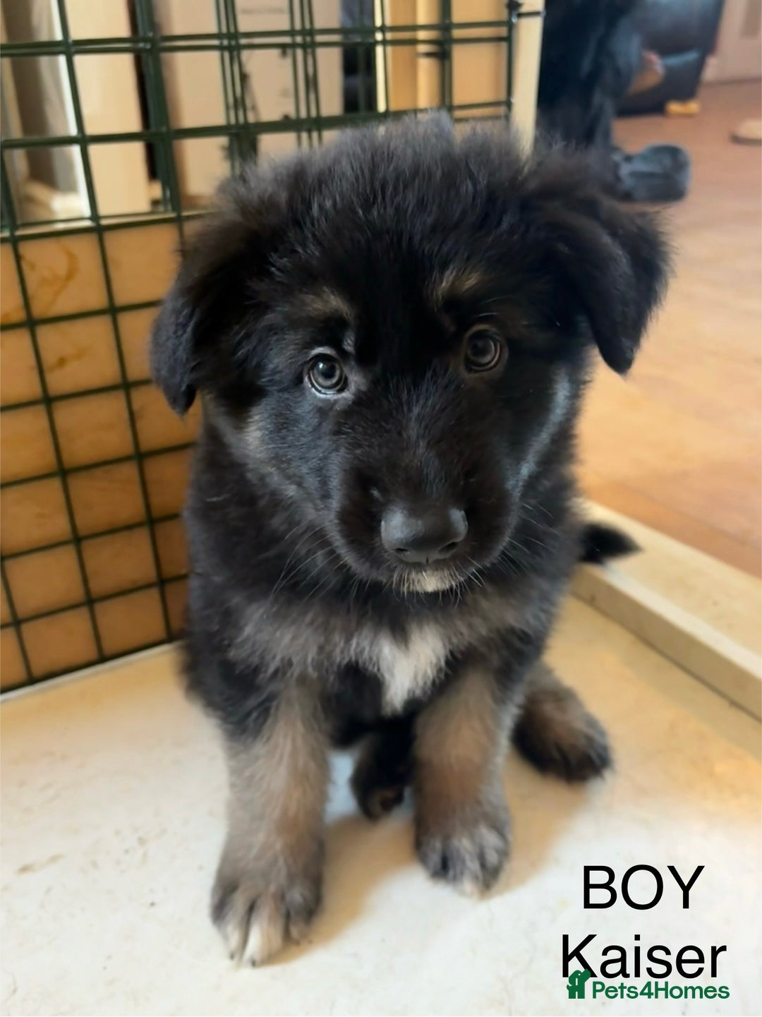 German Shepherd dogs for sale: German Shepherd Puppies - Advert 4