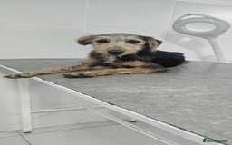 Mixed Breed dogs for adoption: Lena!  - Image 3