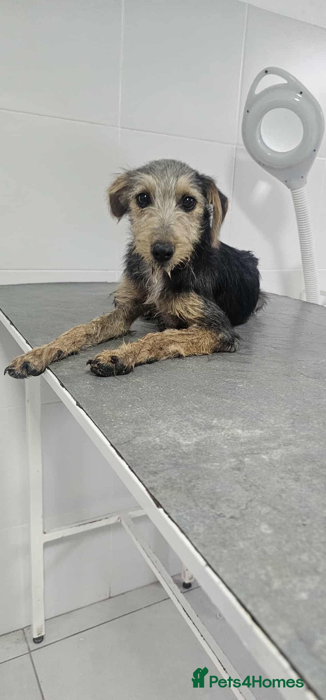 Mixed Breed dogs for adoption: Lena!  - Image 3