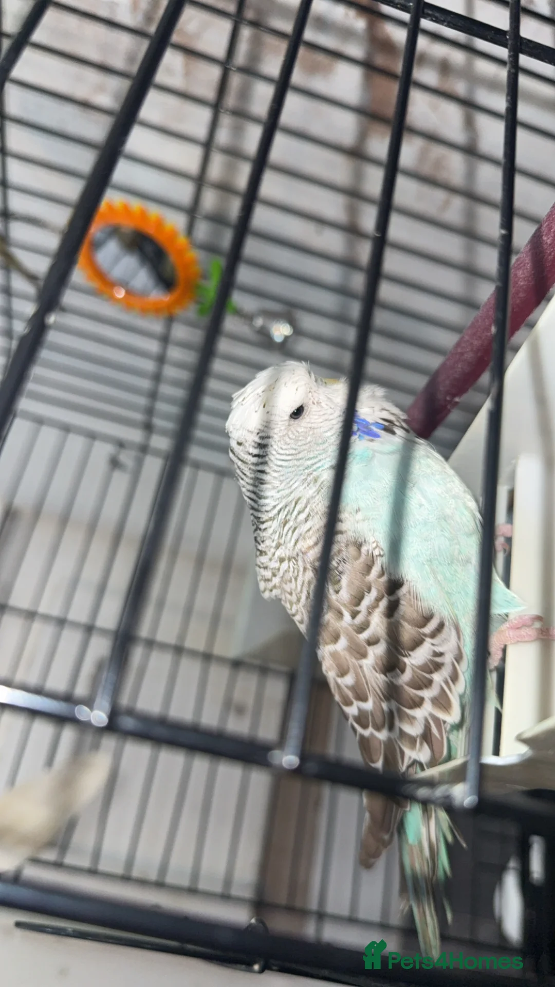 Budgerigars birds for sale: Pair of budgies  in Oldham - Advert 2