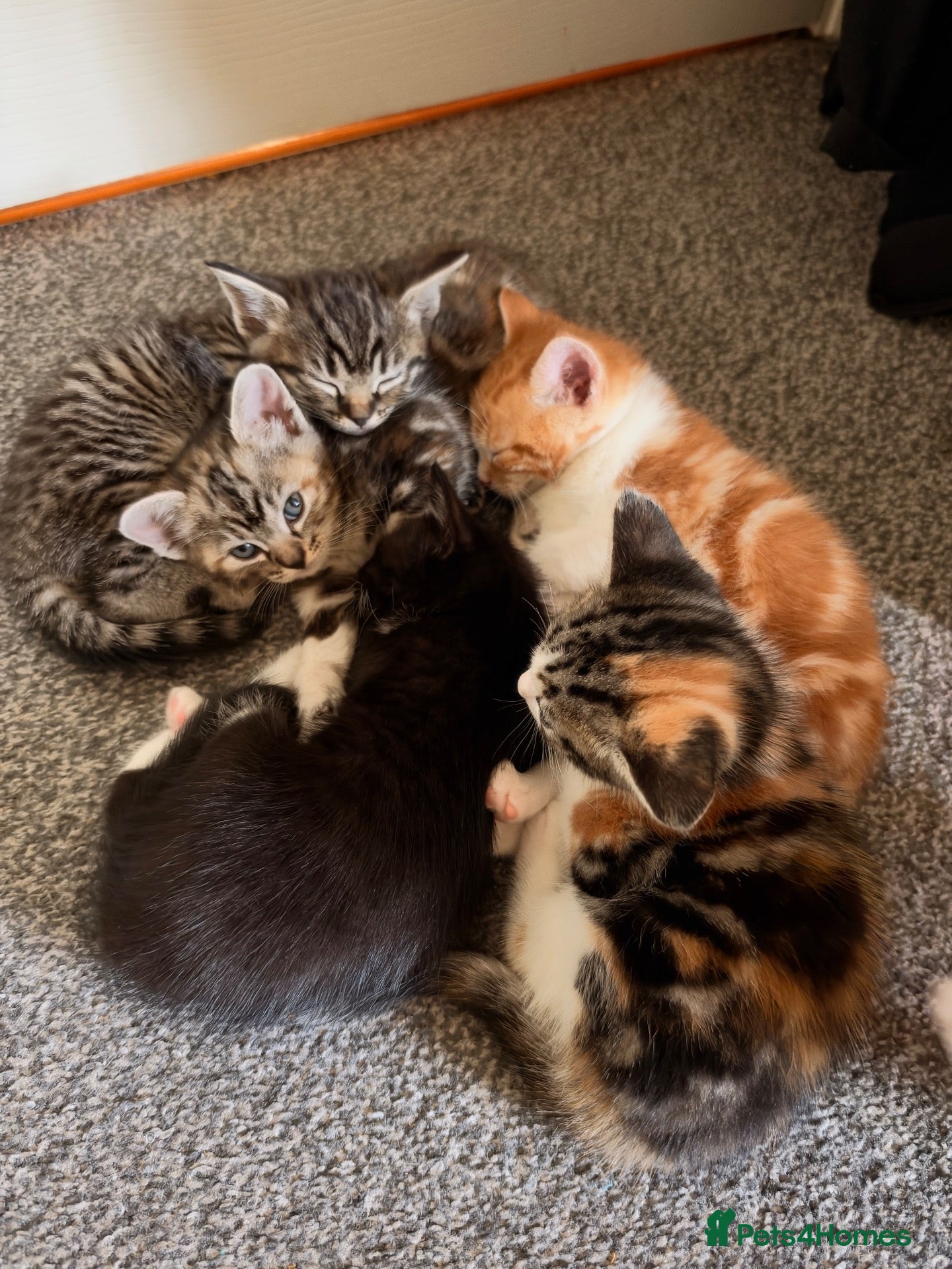 Mixed Breed cats Ragdoll x Domestic Shorthair Rare Coat Kittens ♥️ - Advert 11