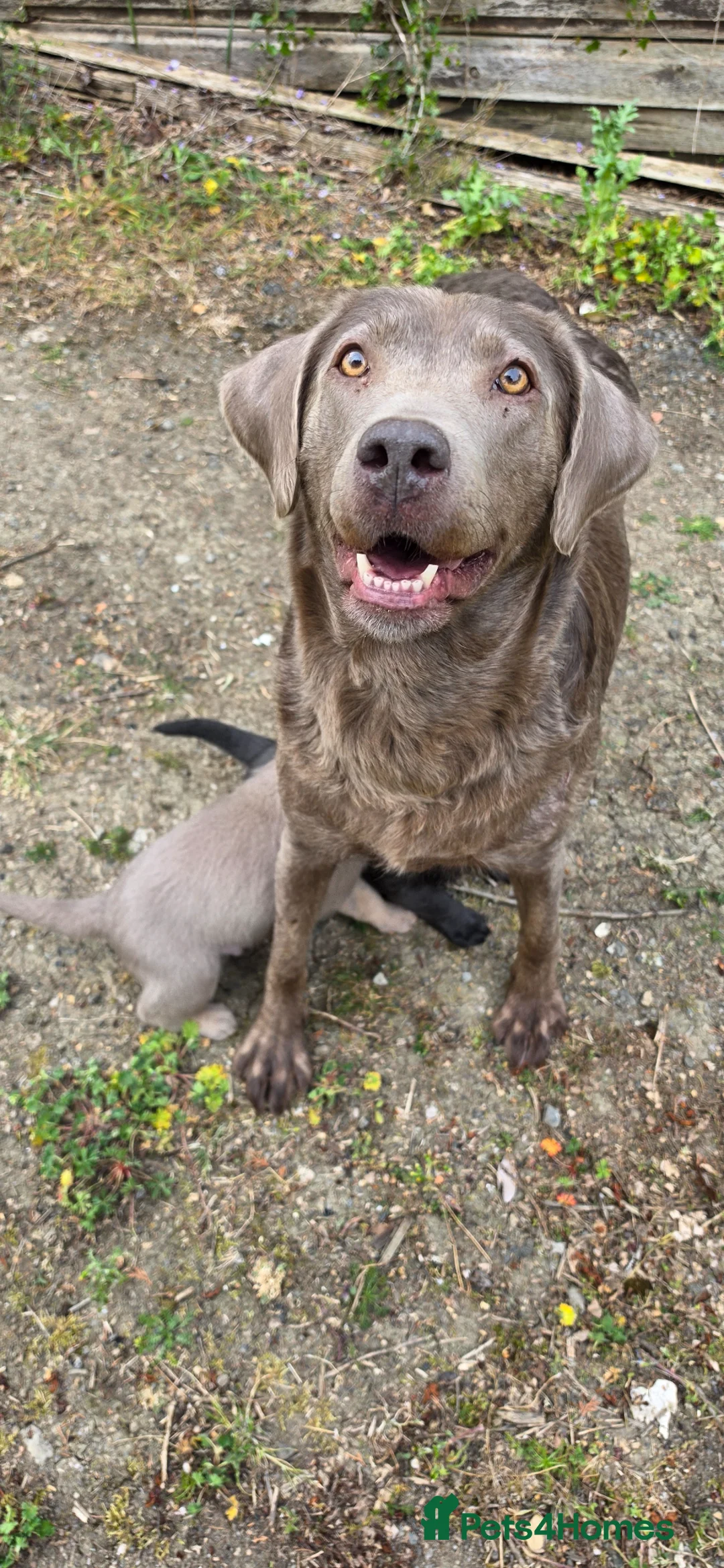 Labrador Retriever dogs for sale: SILVER AND CHARCOAL LABRADOR PUPPIES - Advert 2