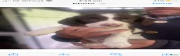 English Springer Spaniel dogs for sale: English Springer Spaniel pups for sale! - Advert 16