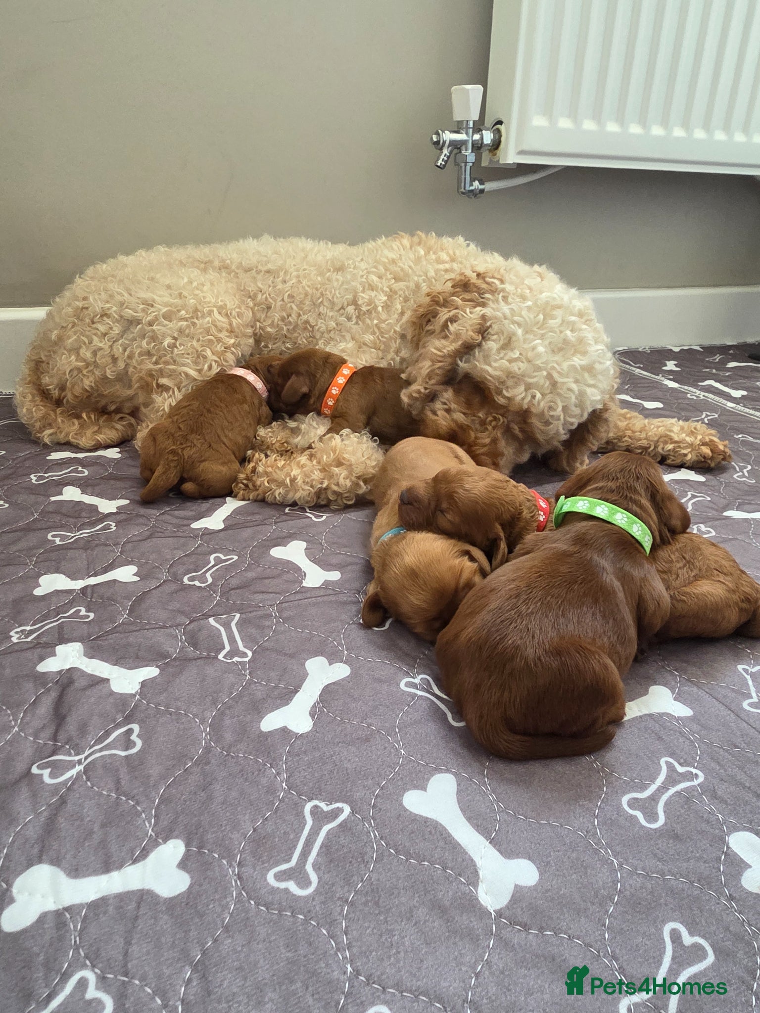 Cockapoo dogs for sale: Cockapoo puppies in Dereham - Advert 1
