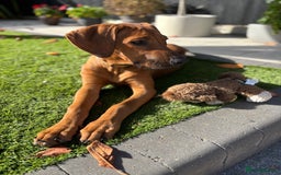 Rhodesian Ridgeback dogs for sale: Rhodesian Ridgeback Puppy Female - Image 6
