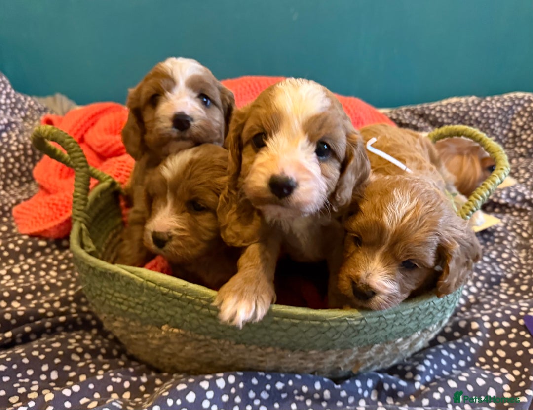 Cavapoo dogs for sale: Premium DNA Health Tested F1 Cavapoo Puppies - Advert 3