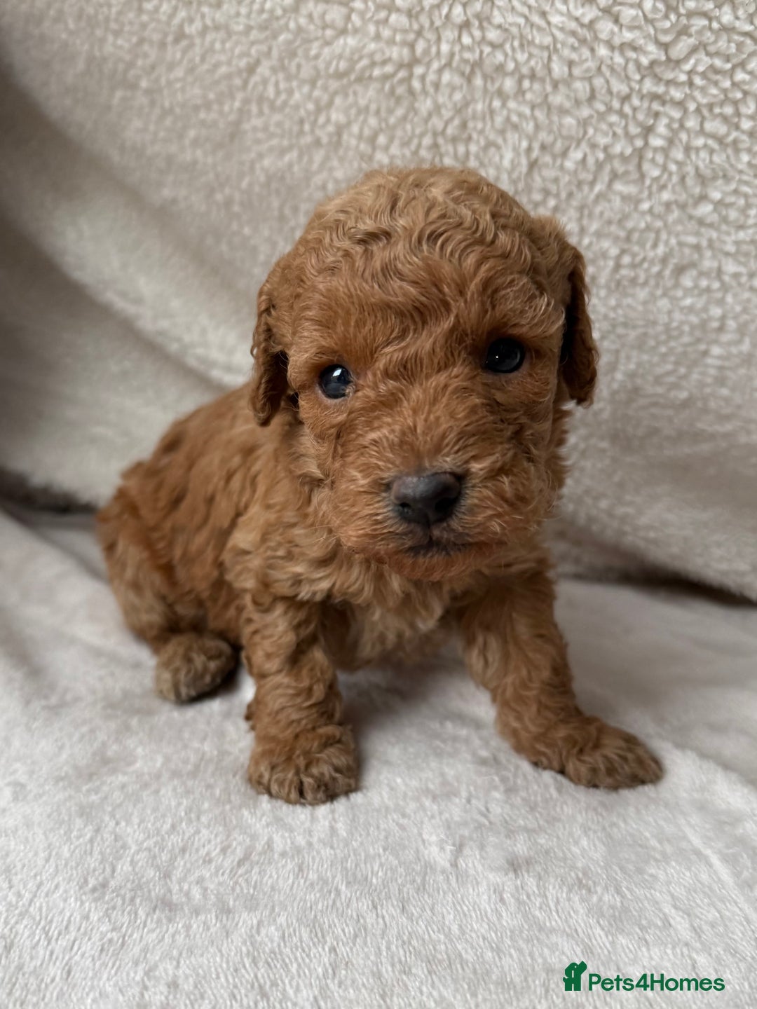 Cavapoo dogs for sale: Adorable Cavapoo Puppies - Advert 1