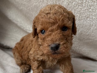 Cavapoo dogs Adorable Cavapoo Puppies - Advert 2