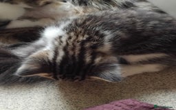 Mixed Breed cats for sale: Lovely Bengal x kittens for sale. - Advert 21