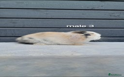 Mini Lop rabbits for sale: Purebred mini lops ready now  - Advert 9