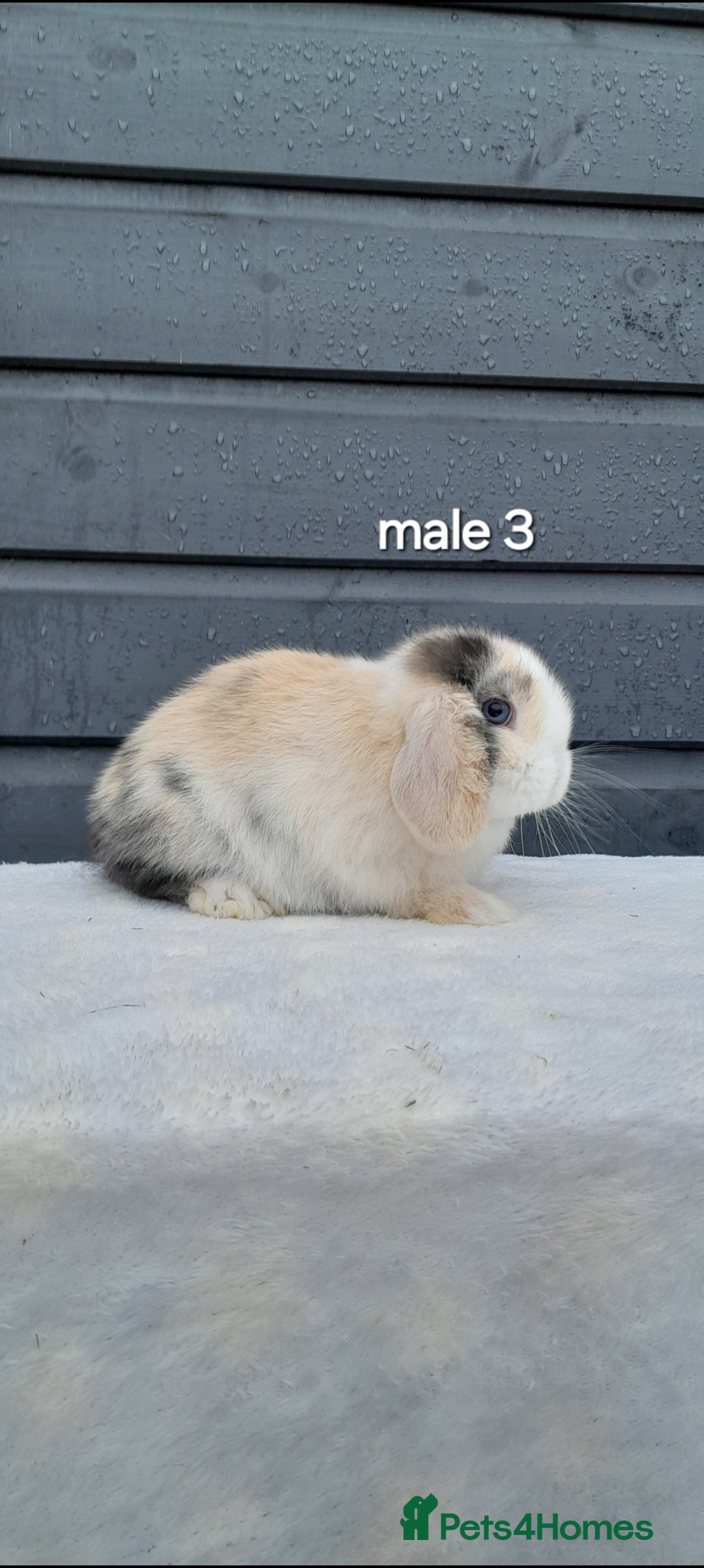 Mini Lop rabbits for sale: Purebred mini lops ready now  - Advert 9