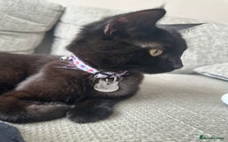 British Shorthair cats for sale: Poppy is looking for a new loving home - Image 6