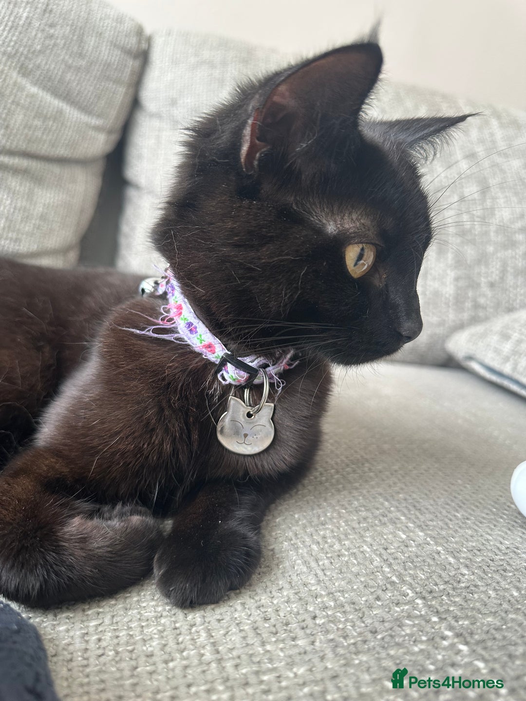 British Shorthair cats for sale: Poppy is looking for a new loving home - Image 6