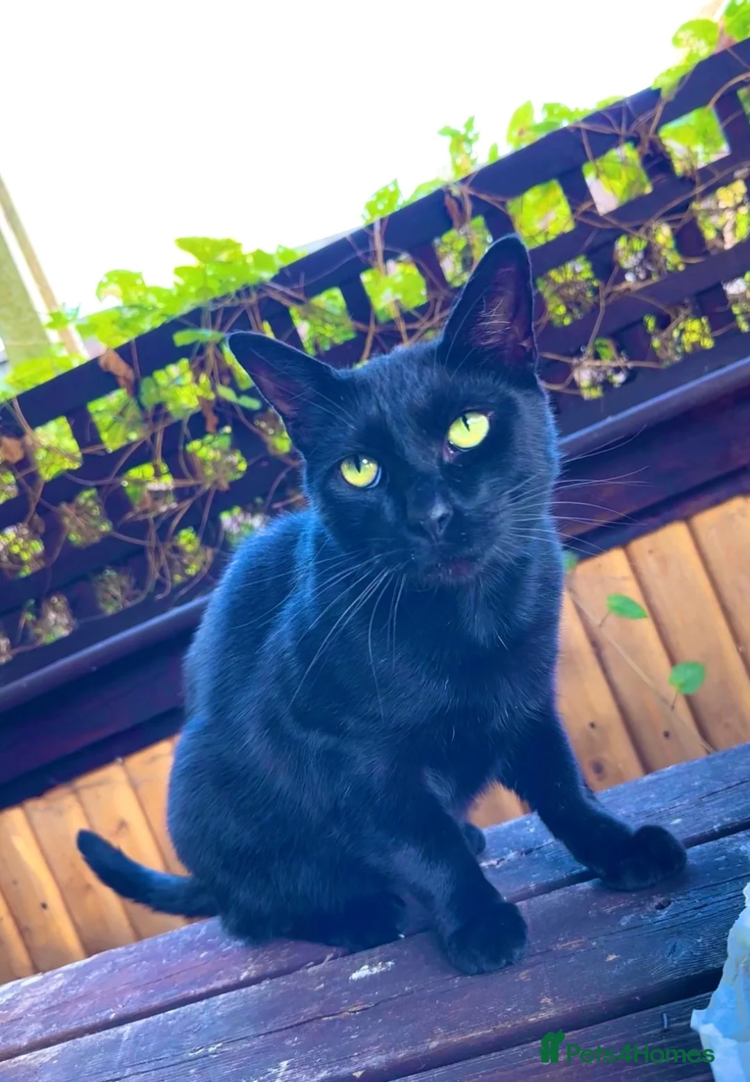 Mixed Breed cats for sale: beautiful cats in Widnes - Advert 2
