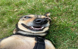 Mixed Breed dogs for adoption: Bobbie - Overlooked in need of a forever home!  - Image 2