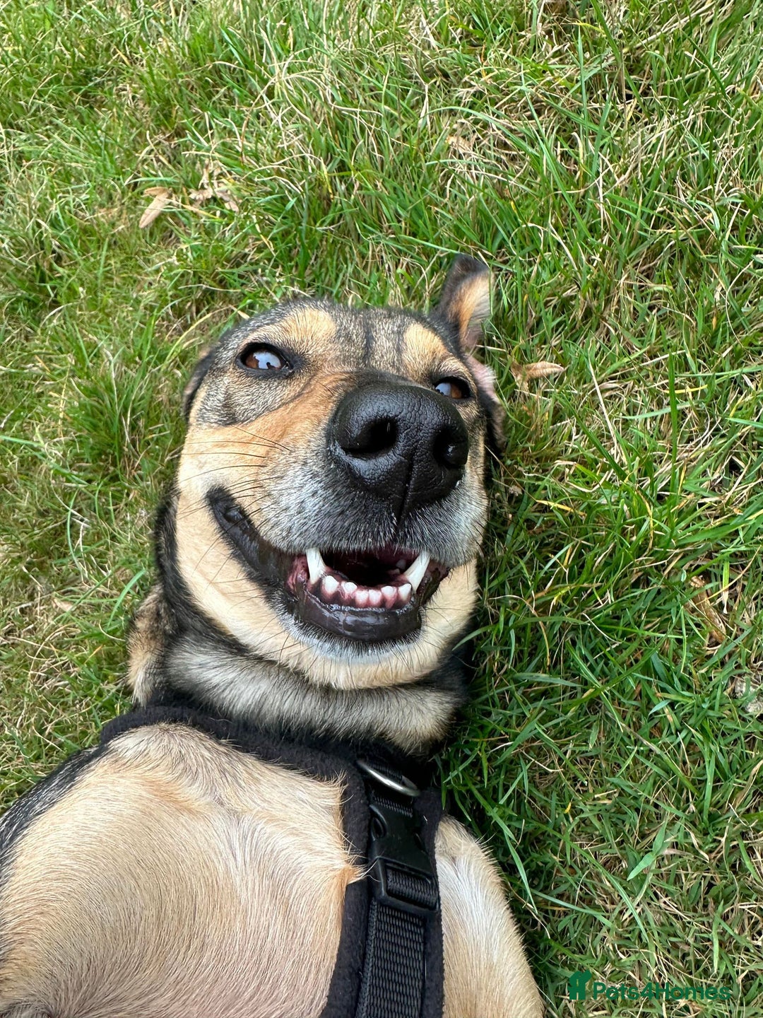 Mixed Breed dogs for adoption: Bobbie - Overlooked in need of a forever home!  - Image 2