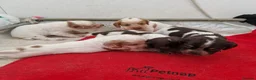 Cocker Spaniel dogs for sale: Kc registered working cockers  - Advert 13