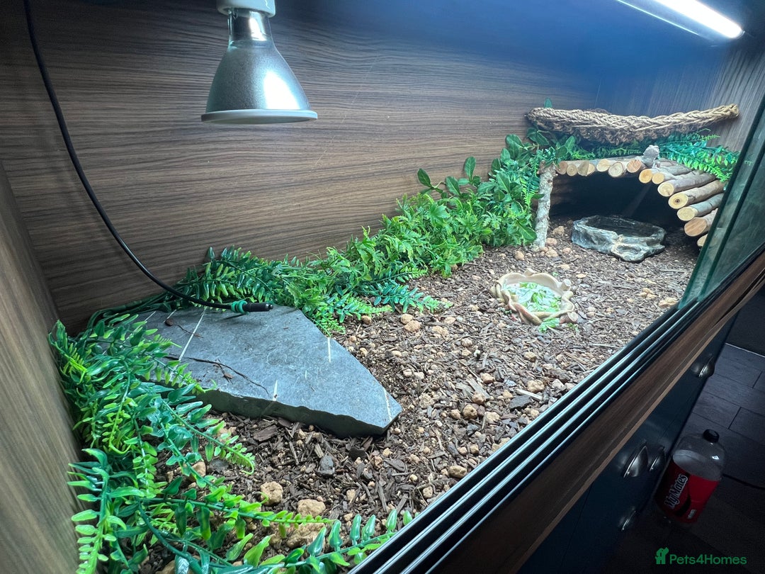Bearded Dragon reptiles for sale: Bearded dragon and setup - Image 4