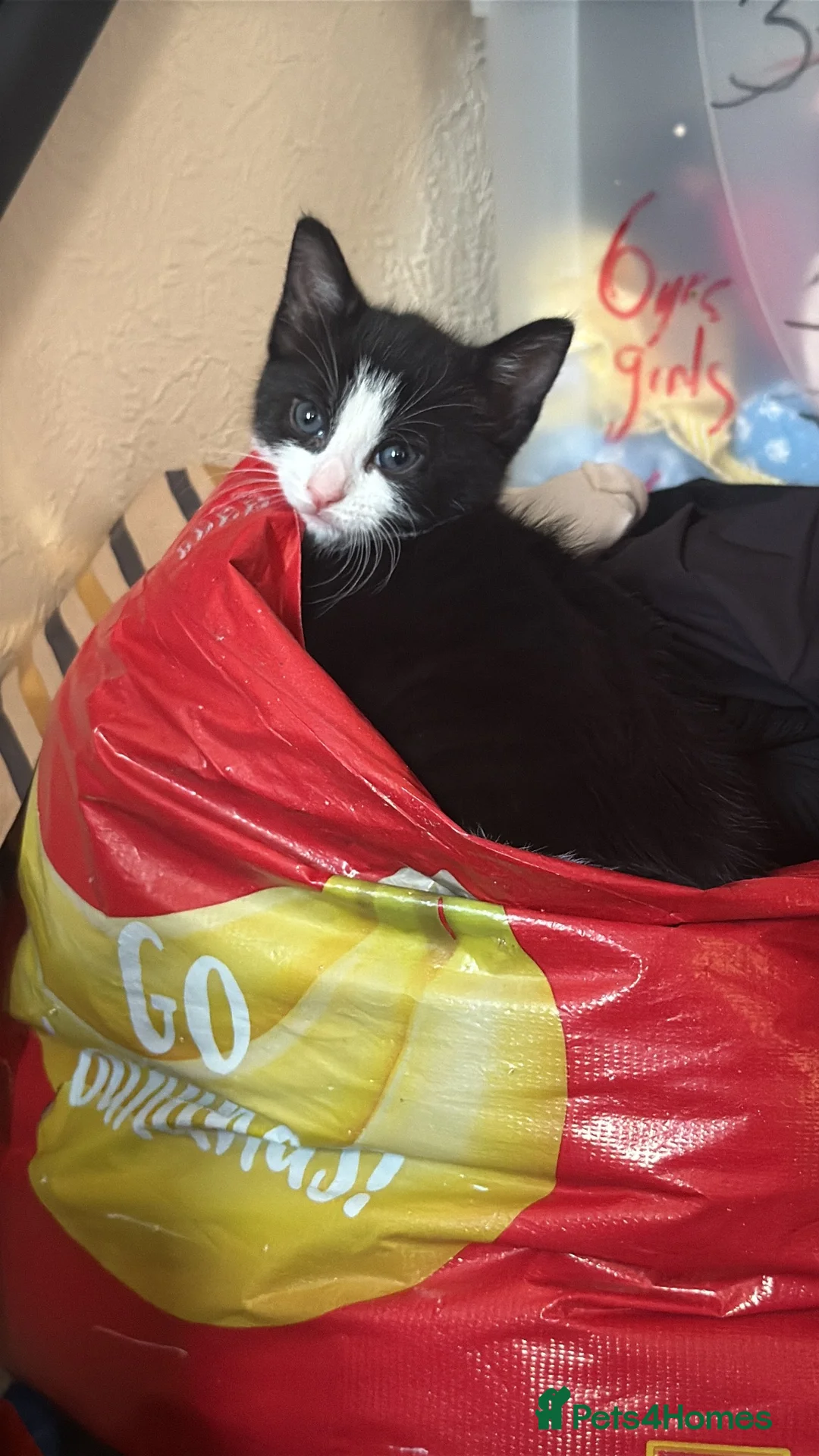 Mixed Breed cats for sale: 🐾 Adorable Black & White Kittens 🐾 in Willenhall - Advert 5
