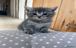 Mixed Breed cats for sale: Beautiful kittens from family home available now - Advert 3