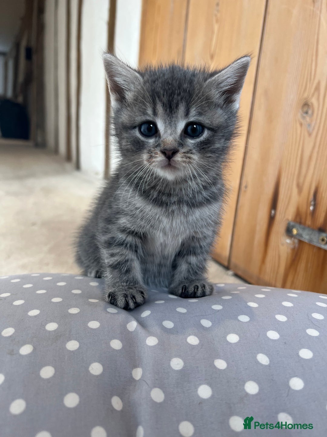 Mixed Breed cats for sale: Beautiful kittens from family home available now - Advert 3