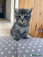Mixed Breed cats Beautiful kittens from family home available now - Advert 7