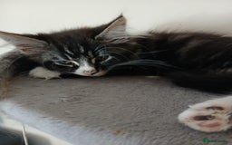 Maine Coon cats for sale: Maine Coon male kitten - Image 5