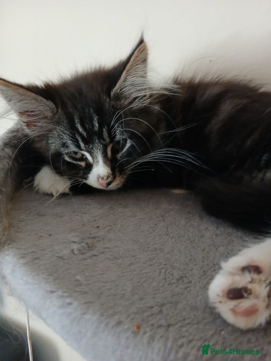 Maine Coon cats for sale: Maine Coon male kitten - Image 5