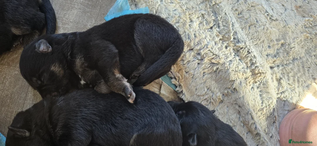 German Shepherd dogs for sale: German Shepherd puppies  in Umberleigh - Advert 18