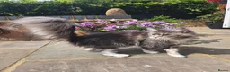 Maine Coon cats for sale: GCCF female maine coon - Advert 5