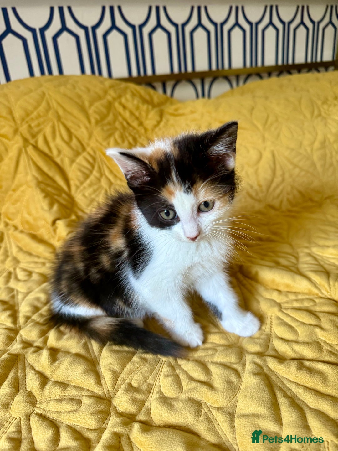 British Shorthair cats for sale: Pure British Shorthair Kittens Ready Now! - Image 16