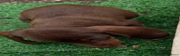 Miniature Dachshund dogs for sale: Mini Dachshund sausage dog - Advert 8