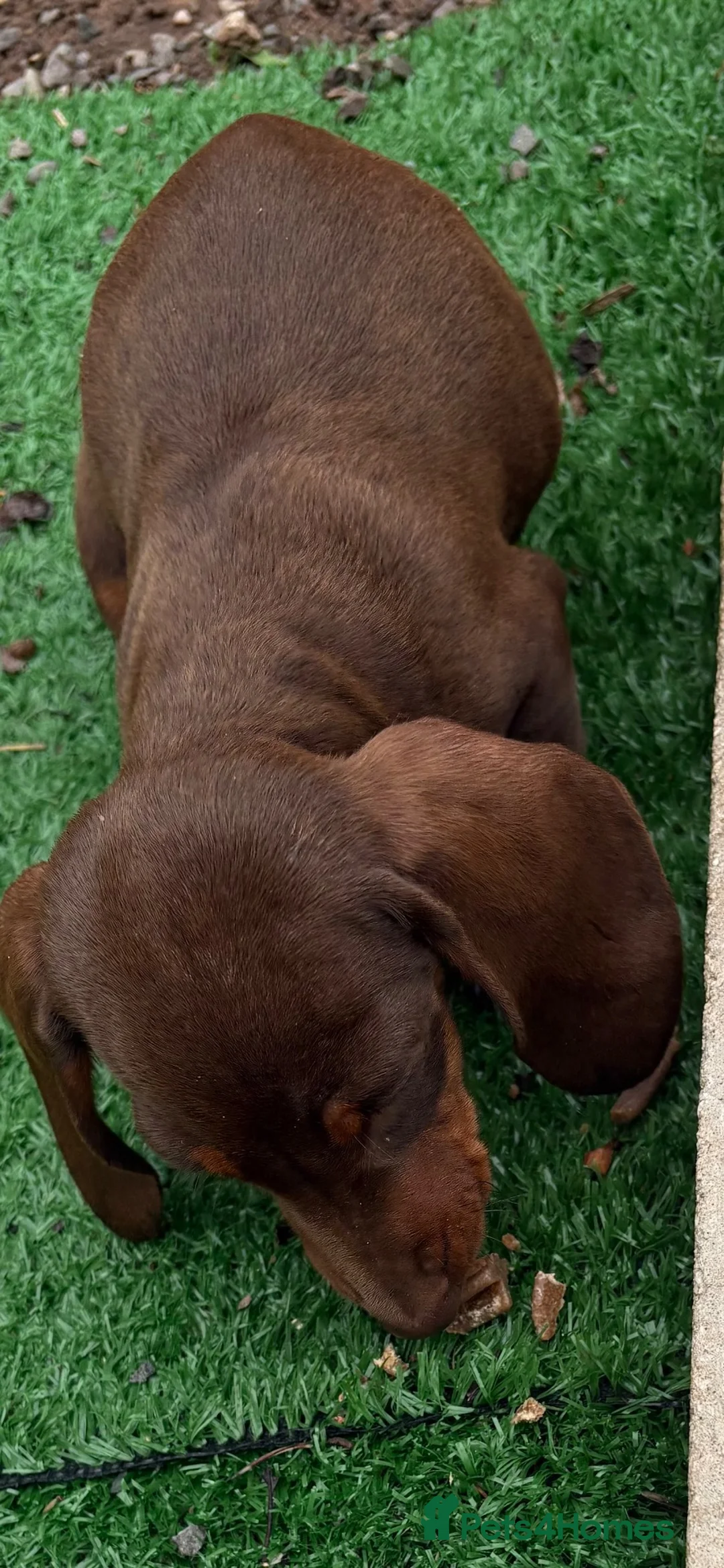 Miniature Dachshund dogs for sale: Mini Dachshund sausage dog - Advert 8