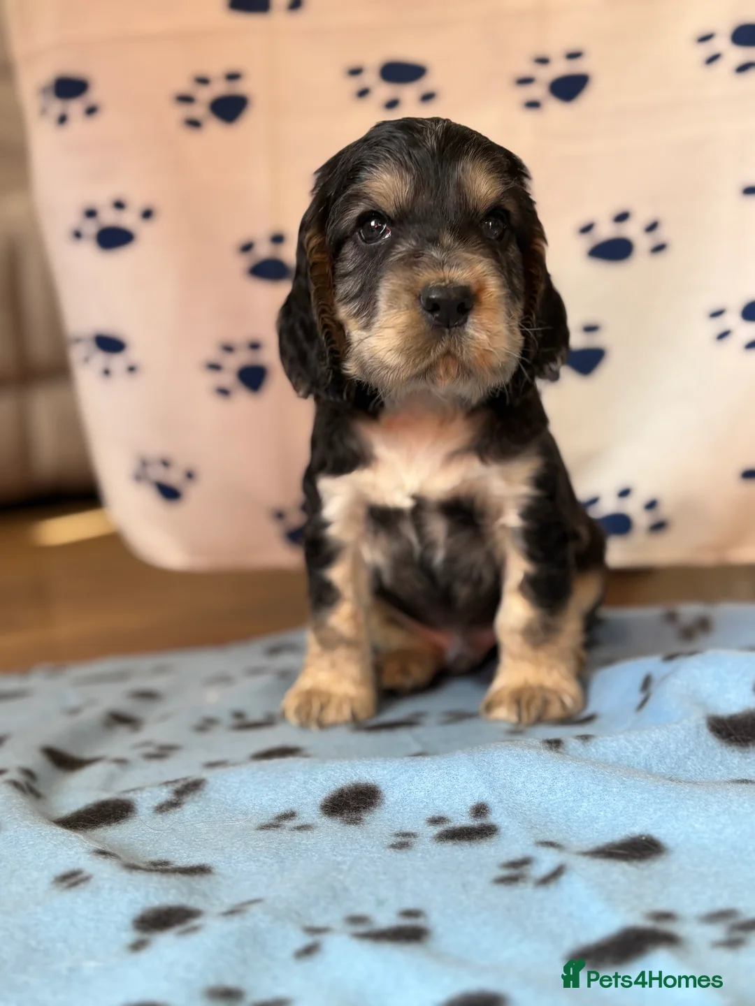 Cocker Spaniel dogs for sale: Last cocker spaniel puppy boy for sale  in Lincoln - Advert 12