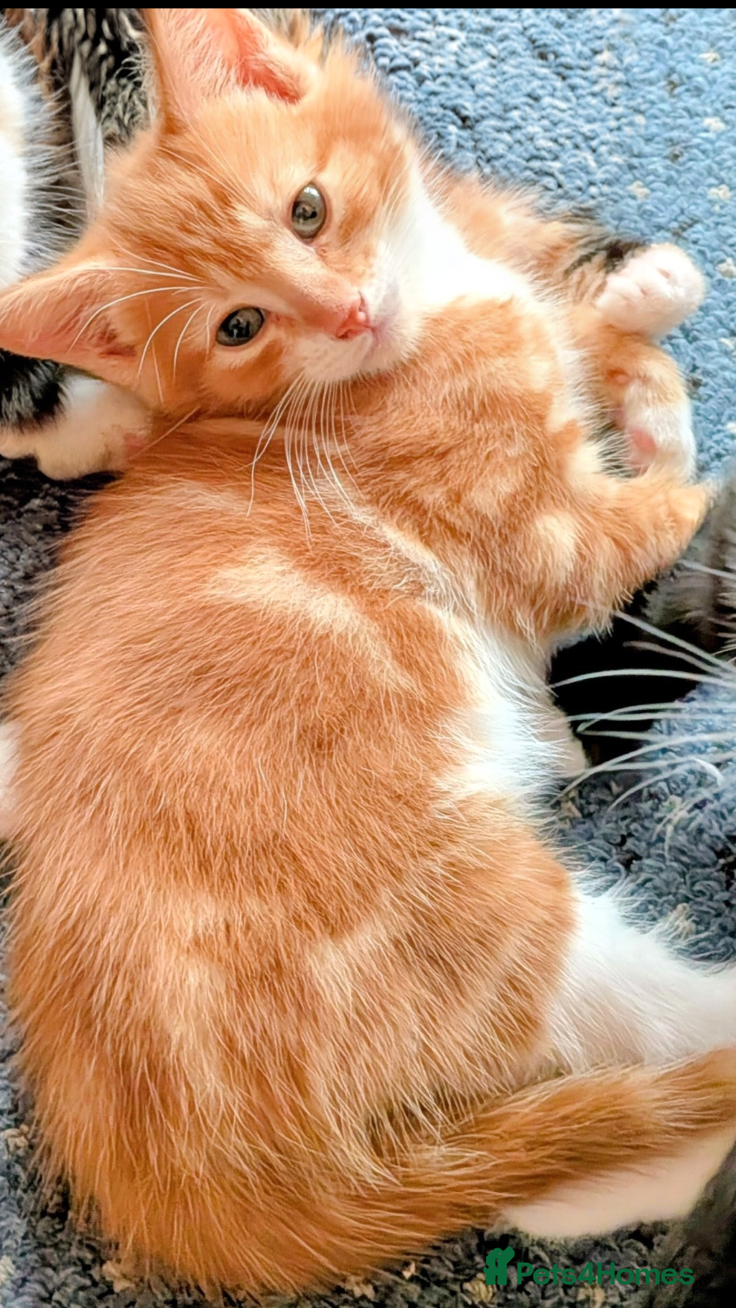 Mixed Breed cats Beautiful domestic x ragdoll kittens  - Advert 12