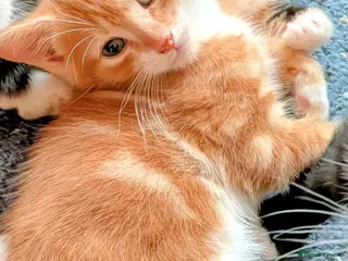Mixed Breed cats Beautiful domestic x ragdoll kittens - Advert 12