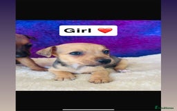 Jack Russell dogs for sale: Beautiful Jack Russel puppies  - Image 4