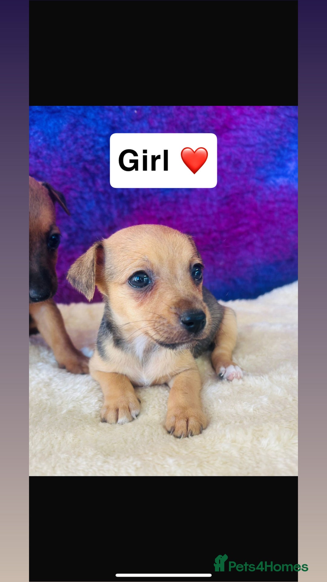 Jack Russell dogs for sale: Beautiful Jack Russel puppies  - Image 4