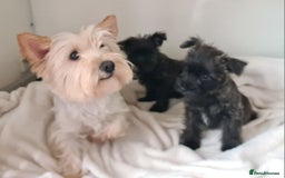 Cairn Terrier dogs for sale: KC Reg, Health tested, 5* licence. Cairns - Image 6