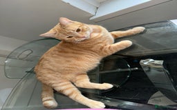 Ragdoll cats for sale: Beautiful Ragdoll X kittens  - Image 8