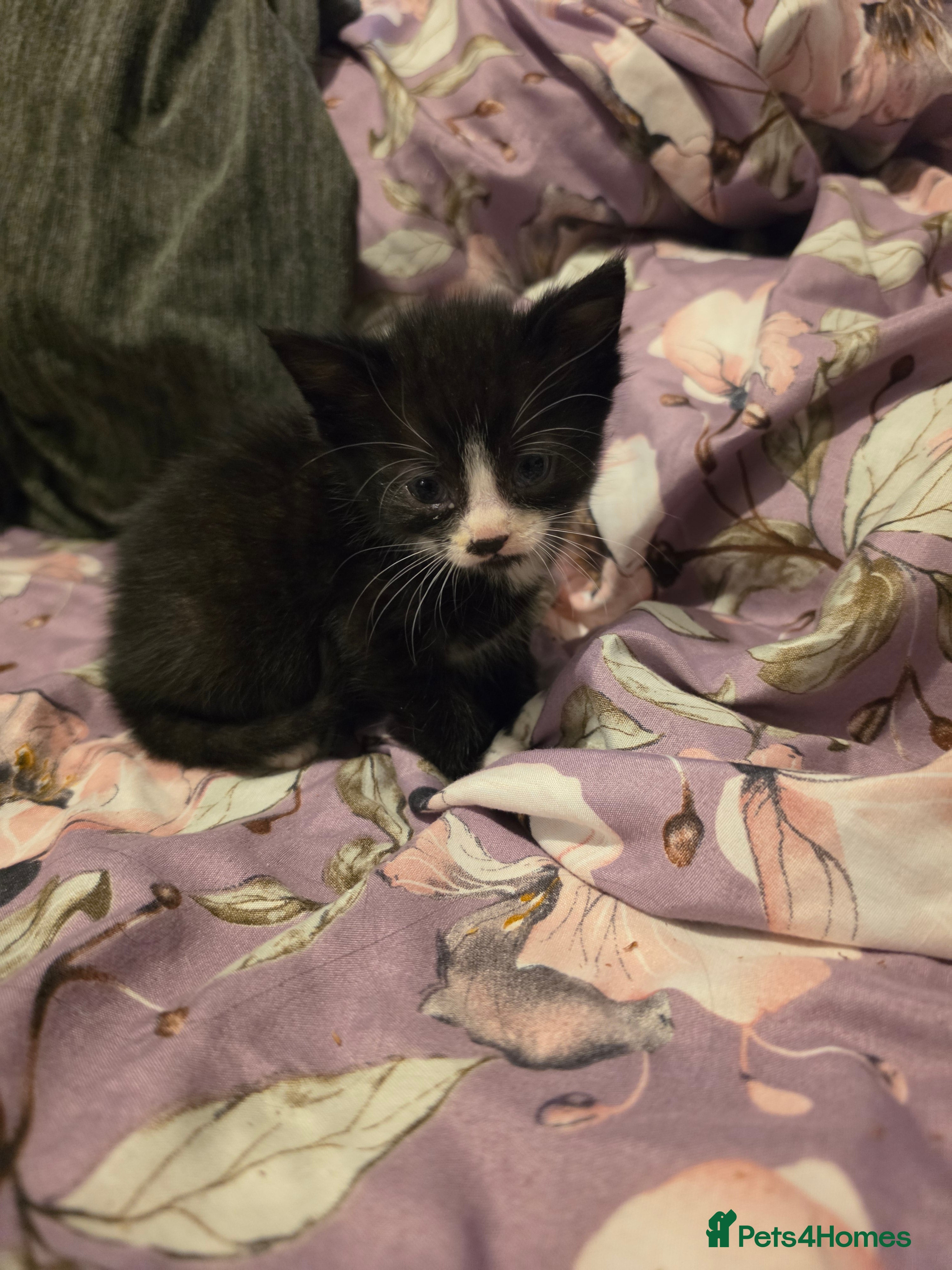 Mixed Breed cats "Fluffy Furballs"  - Advert 2