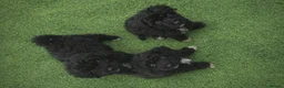 Mixed Breed dogs for sale: Poodle x pyreneese  puppies health tested  - Advert 6