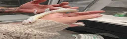 King Snake reptiles for sale: Female High White Albino California Kingsnake - Advert 5