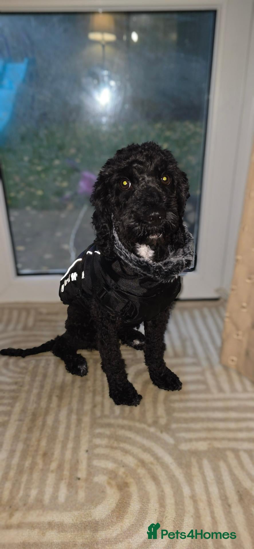 Cockapoo dogs Bailey the miniature cockapoo  - Advert 1